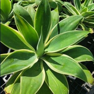 Agave Variegated Fox Tail Attenuata Ray of Light Cacti Succulent Soft Pliable